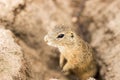 The Ground Squirrel on biege sand. animals Royalty Free Stock Photo