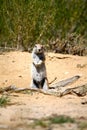 Ground Squirrel in Botswana