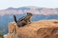 Ground Squirrel at Bryce National Perk Utah USA