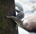 Ground Squirrel Climbing Down a Tree