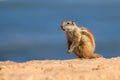 ground squirrel close up on a deserted beach