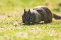 A ground squirrel close up on green grass meadow in sunny day