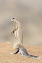 Ground Squirrel close up, standing