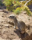 Ground squirrel