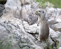 A ground squirrel collecting nesting material