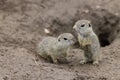 Ground squirrel colony (Syslovisko Biele vody), National park Muranska Planina, Slovakia Royalty Free Stock Photo