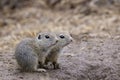 Ground squirrel colony (Syslovisko Biele vody), National park Muranska Planina, Slovakia