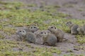 Ground squirrel colony (Syslovisko Biele vody), National park Muranska Planina, Slovakia