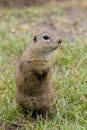 Ground squirrel colony (Syslovisko Biele vody), National park Muranska Planina, Slovakia