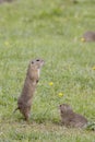 Ground squirrel colony (Syslovisko Biele vody), National park Muranska Planina, Slovakia