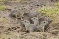 Ground squirrel colony (Syslovisko Biele vody), National park Muranska Planina, Slovakia