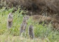 Ground squirrel colony (Syslovisko Biele vody), National park Muranska Planina, Slovakia