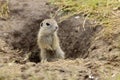 Ground squirrel colony (Syslovisko Biele vody), National park Muranska Planina, Slovakia