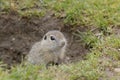 Ground squirrel colony (Syslovisko Biele vody), National park Muranska Planina, Slovakia Royalty Free Stock Photo