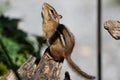 Ground Squirrel on Driftwood Praying for Food Royalty Free Stock Photo