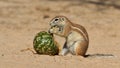 Ground squirrel eating squash