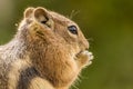 Ground Squirrel eating a nut Royalty Free Stock Photo
