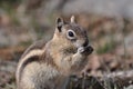 Ground squirrel eating a nut is often called a chipmunk Rocky Mountain National Park, Colorado, USA Royalty Free Stock Photo