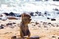 Ground Squirrel eating a nut on a sandy beach Royalty Free Stock Photo