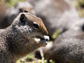 Ground Squirrel Eating Seed Royalty Free Stock Photo