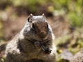 Ground Squirrel Eating Seed Royalty Free Stock Photo