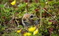 Ground Squirrel Royalty Free Stock Photo