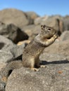 California Ground Squirrel Snacking on a Boulder