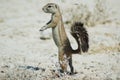 Ground squirrel in Etosha Royalty Free Stock Photo