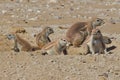 Ground Squirrel Family