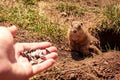 Ground squirrel, feeding a prairie dog sunflower seeds from a hand, Muran, Slovakia Royalty Free Stock Photo