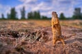 Ground Squirrel funny dance, Spermophilus citellus, standing in the dry grass during summer, wide angle habitat, Czech Republic.