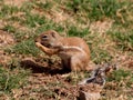Ground Squirrel, Gheralta Mountains, Ethiopia Royalty Free Stock Photo