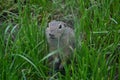 Ground squirrel in grass Royalty Free Stock Photo