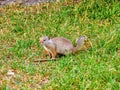 Ground squirrel in grass at Zion& x27;s National Park