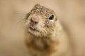 Ground Squirrel Royalty Free Stock Photo