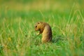 Ground squirrel hold some corns in front legs and feeding. Small animal sitting alone in grass.