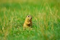 Ground squirrel hold some corns in front legs and feeding. Small animal sitting alone in grass.