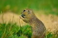 Ground squirrel hold some corns in front legs and feeding. Small animal sitting alone in grass.