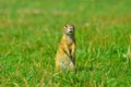 Ground squirrel hold some corns in front legs and feeding. Small animal sitting alone in grass.