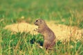 Ground squirrel hold some corns in front legs and feeding. Small animal sitting alone in grass.