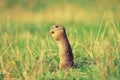 Ground squirrel hold some corns in front legs and feeding. Small animal sitting alone in grass.