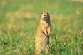 Ground squirrel hold some corns in front legs and feeding. Small animal sitting alone in grass.