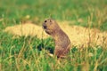 Ground squirrel hold some corns in front legs and feeding. Small animal sitting alone in grass.