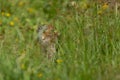 Ground squirrel holding a grass stem before eating it Royalty Free Stock Photo