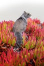 Ground Squirrel on Ice Plant