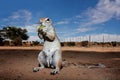 Ground squirrel, Kalahari, South Africa Royalty Free Stock Photo