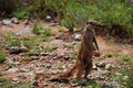 Ground squirrel. Kgalagadi Transfrontier Park. Northern Cape, South Africa