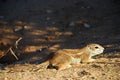 Ground squirrel. Kgalagadi Transfrontier Park. Northern Cape, South Africa Royalty Free Stock Photo