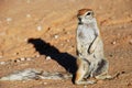 Ground squirrel. Kgalagadi Transfrontier Park. Northern Cape, South Africa