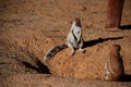 Ground squirrel. Kgalagadi Transfrontier Park. Northern Cape, South Africa Royalty Free Stock Photo